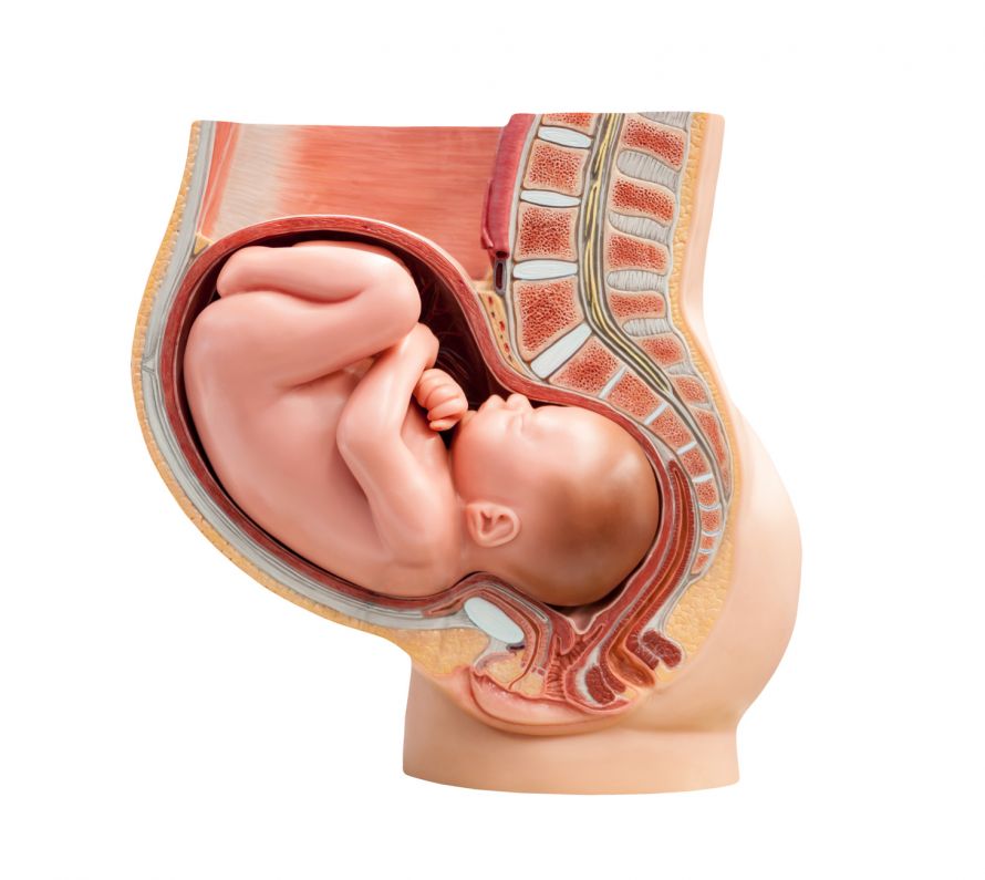 Baby in Gebärmutter