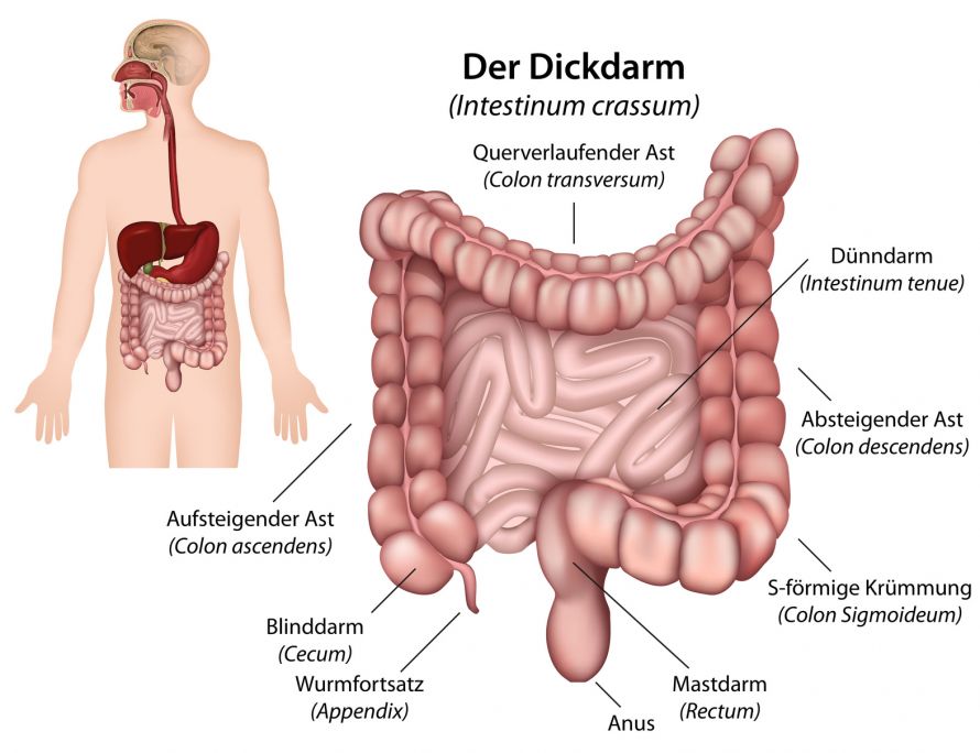 Dickdarm Anatomie