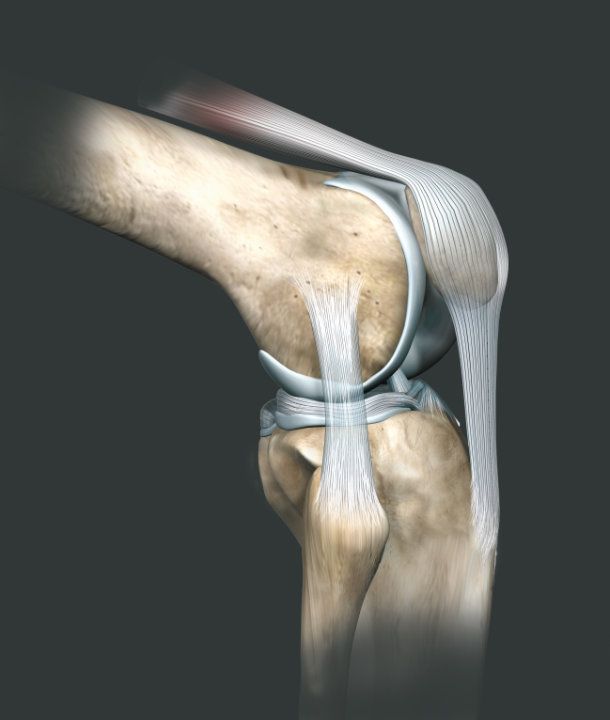 Das Kniegelenk und seine Strukturen