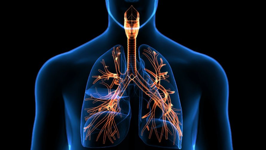 Atemwege mit Luftröhre und Lunge
